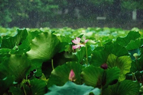 沈阳摄影学校-雨中这样拍荷花更漂亮   